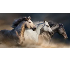 Galloping Trio — Black Wood Frame with Cream Mat